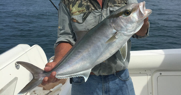 Amberjack Fishing Trips In Florida